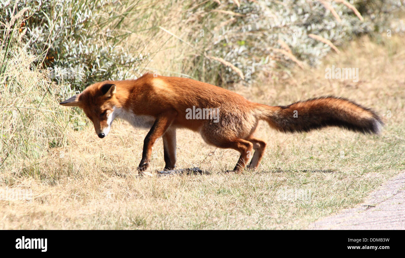 Red Fox (vulpes vulpes) prelevare un profumo e seguendo un sentiero in cerca di cibo Foto Stock