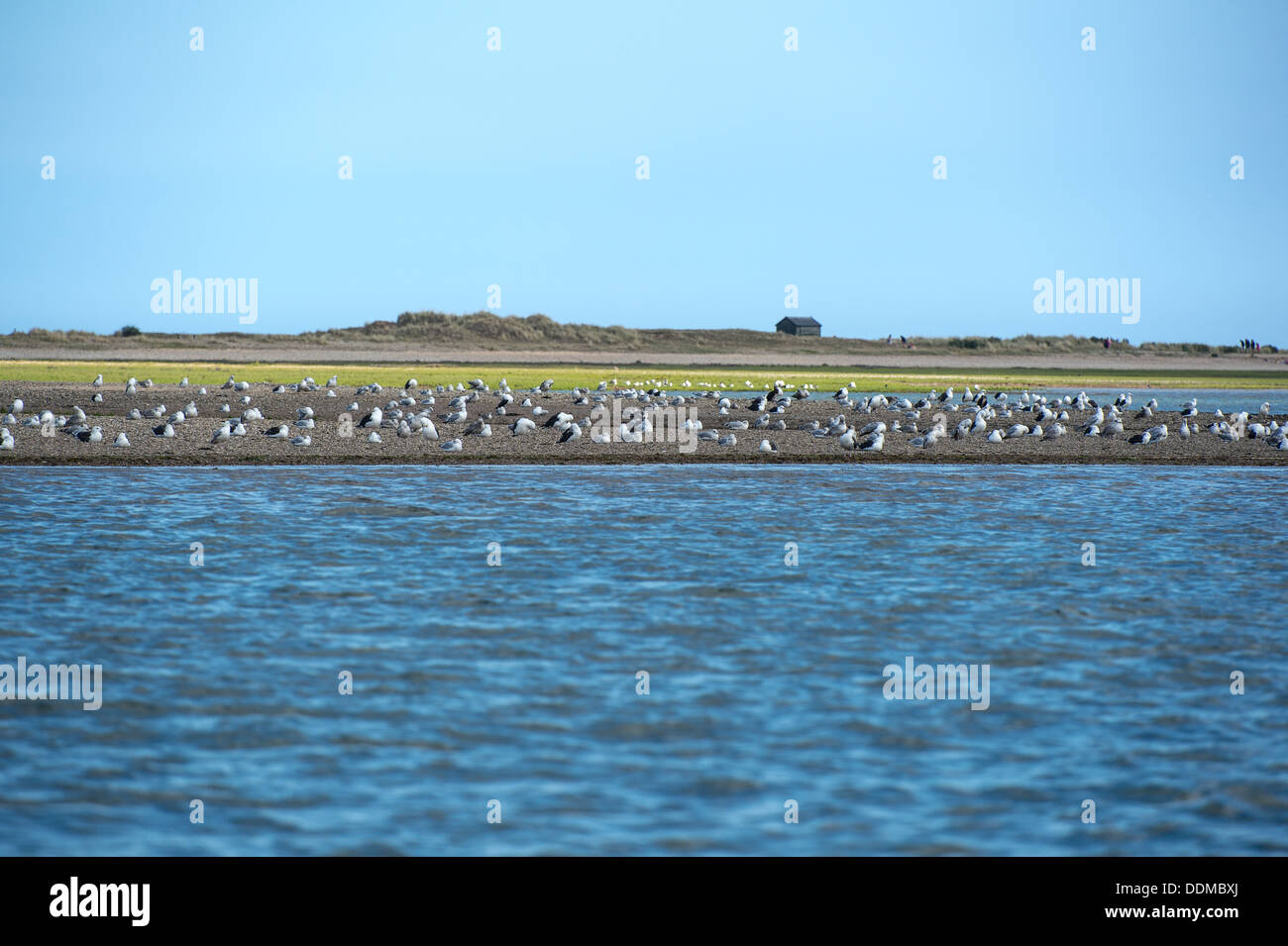 Punto Blakeney estuario con uccelli di appoggio su un banco di sabbia. Foto Stock