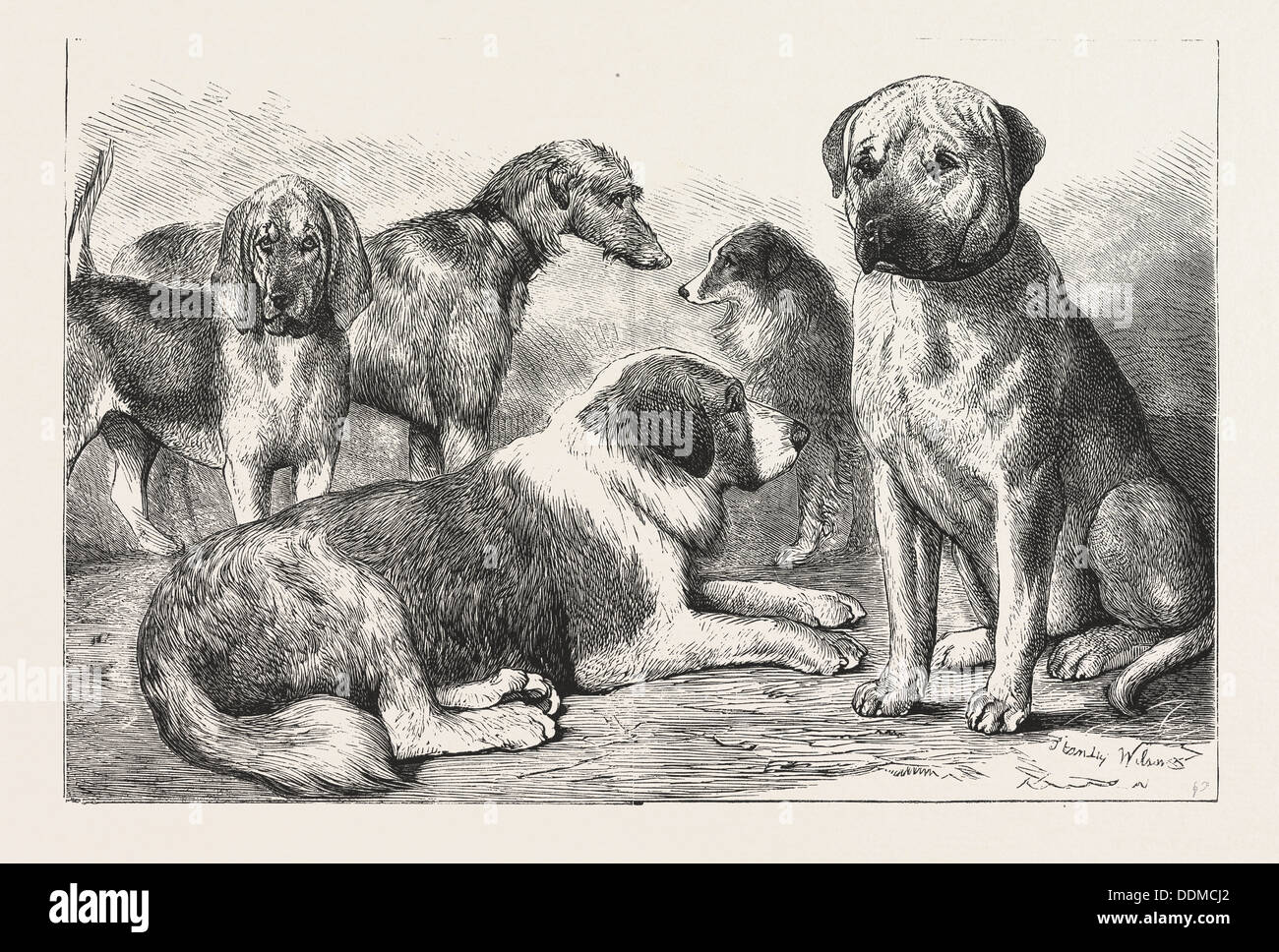 I VINCITORI DEL DOG SHOW DEL Kennel Club al Crystal Palace di Londra, il sig. E. Reynolds Ray di Bloodhound, "Il Barone". Foto Stock
