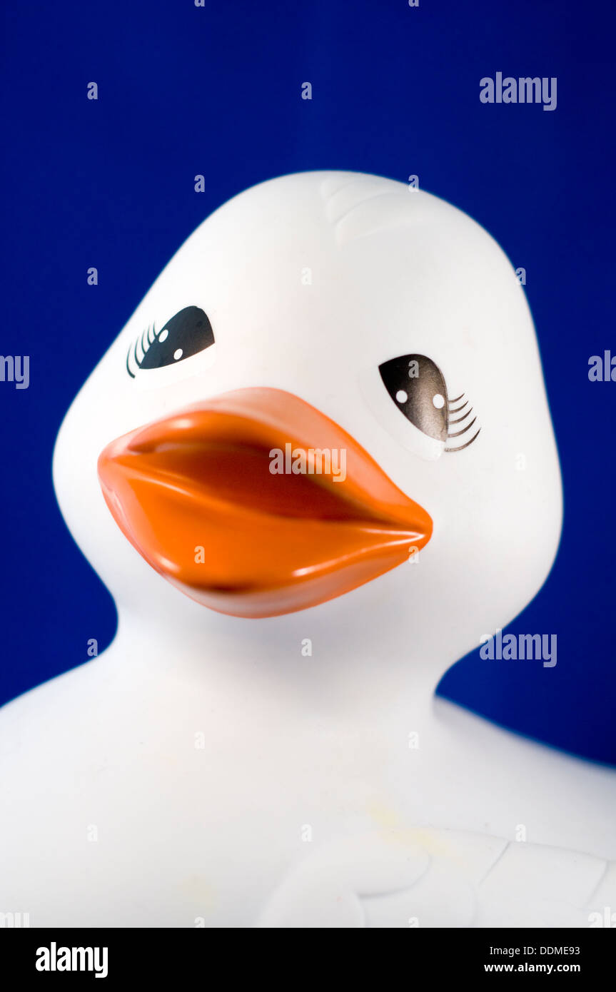Un bianco rubber duck isolata su uno sfondo blu scuro Foto Stock