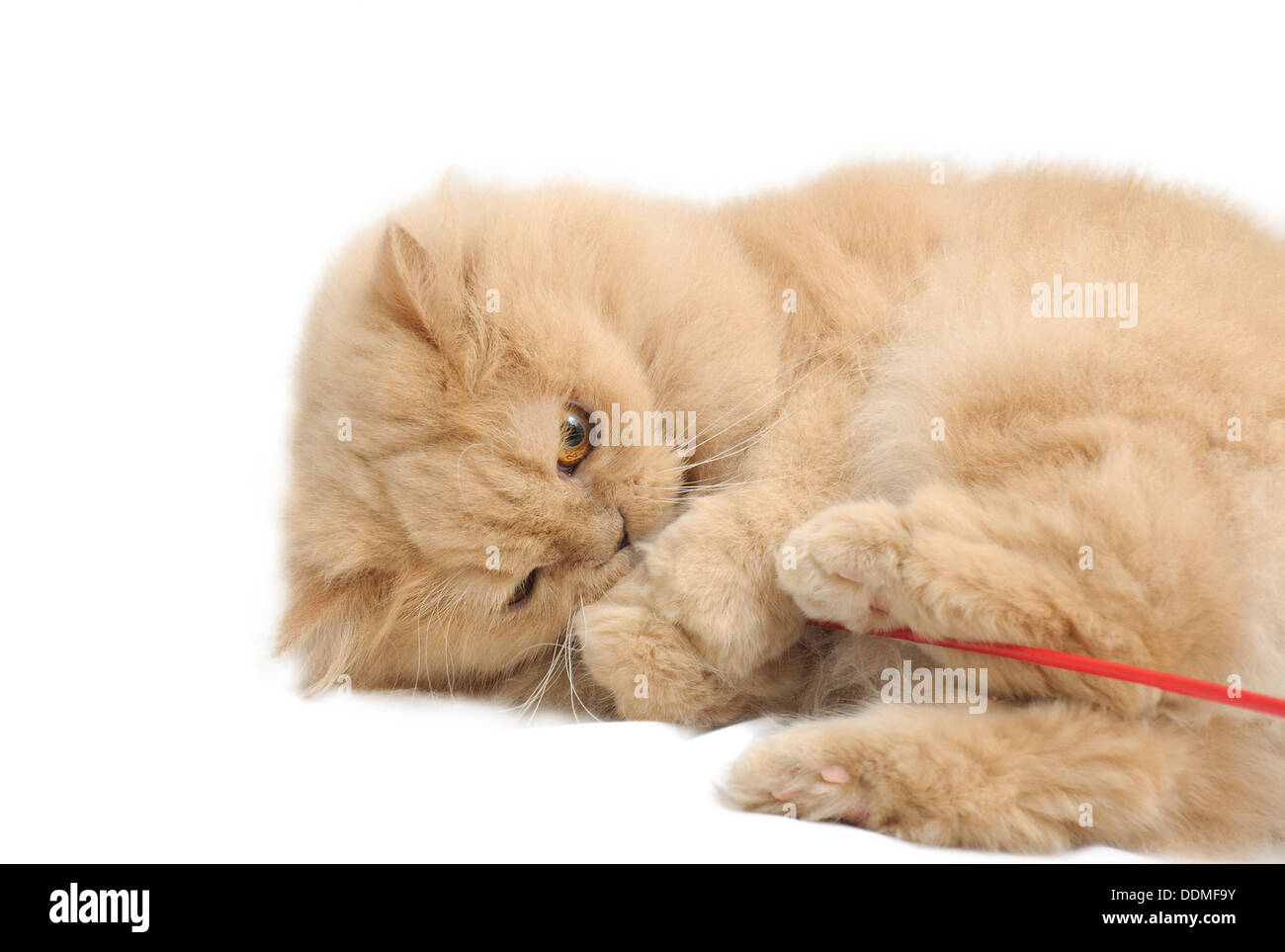 Gatto persiano su sfondo bianco Foto Stock