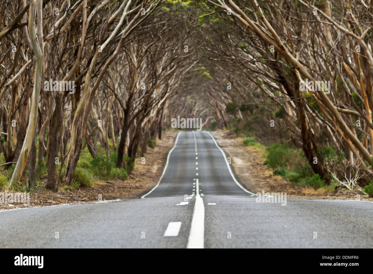 Arco di alberi sulla strada di campagna crea simbolo della corsa; la posizione è vicino a Kingscote, Kangaroo Island in Australia del Sud. Foto Stock