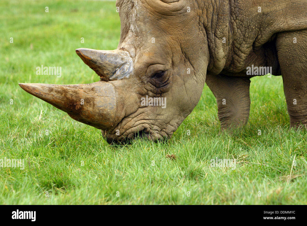 Rhino mangiare un'erba close-up Foto Stock