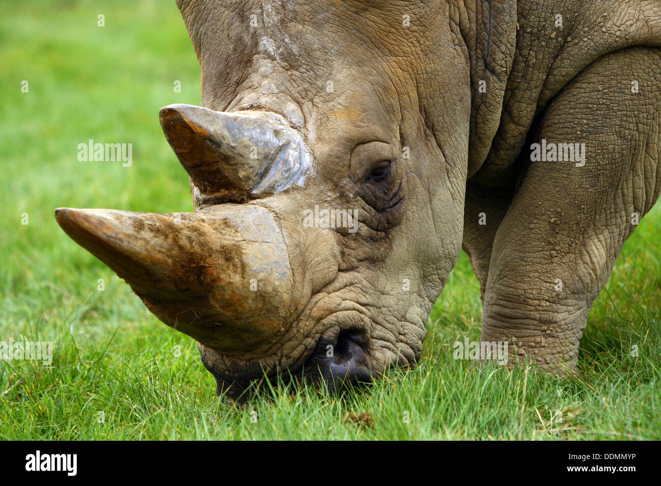 Rhino mangiare un'erba close-up Foto Stock