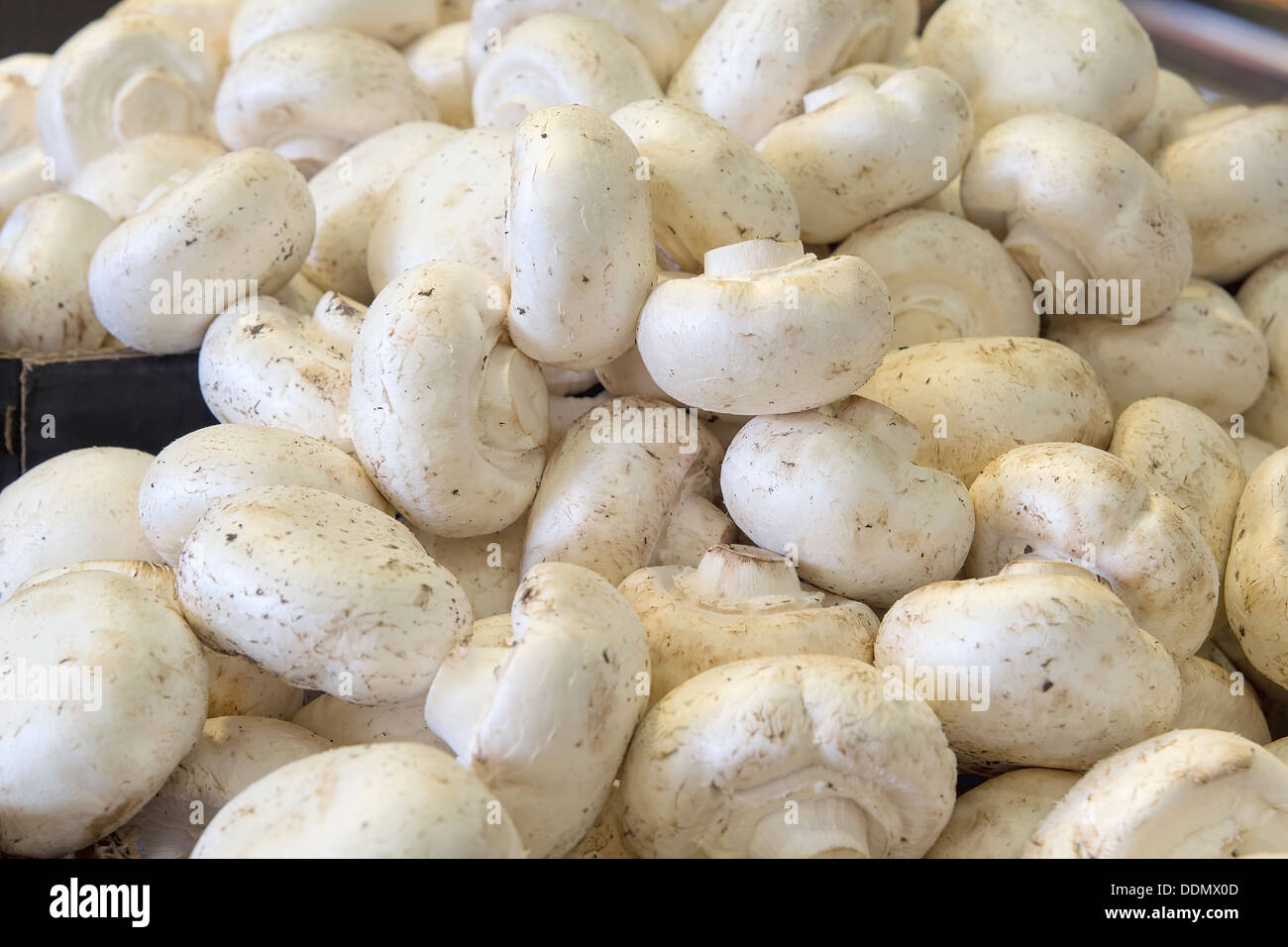 Comune pulsante bianco di funghi per la vendita al Mercato degli Agricoltori Foto Stock