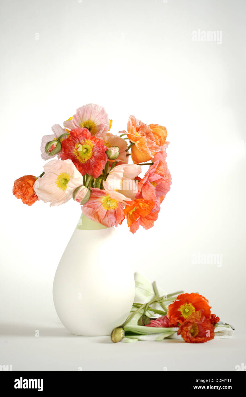 Un bouquet di Islanda papaveri di colori assortiti in un liscio vaso bianco. Foto Stock