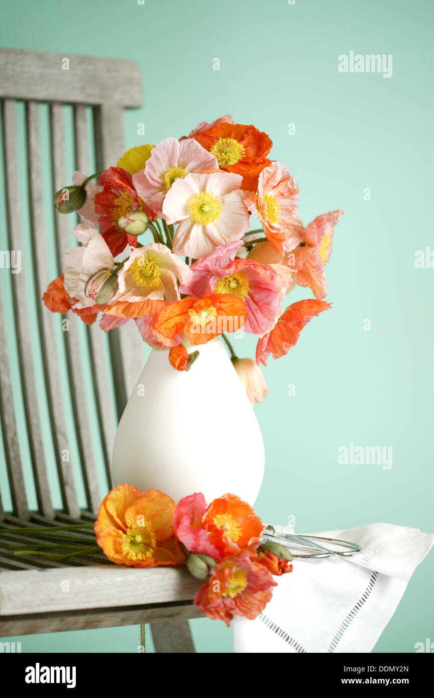 Un bouquet di Islanda papaveri di colori assortiti in un liscio vaso bianco. Foto Stock