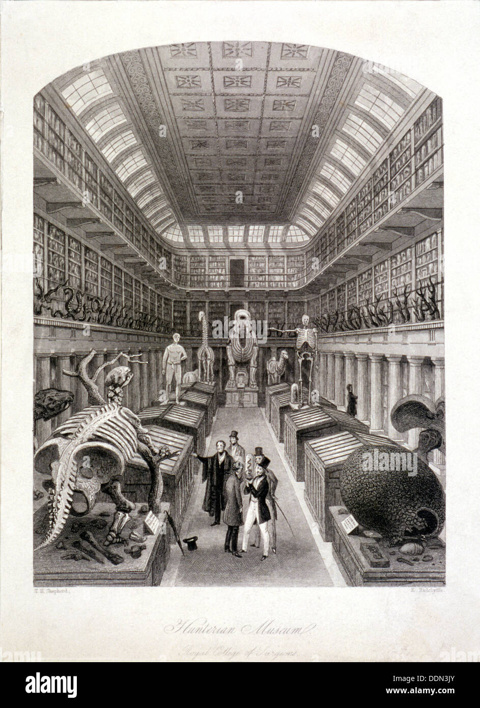 Scheletri di animali al Hunterian Museum, LINCOLN' S INN Campi, Holborn, Londra, c1820. Artista: E Radclyffe Foto Stock