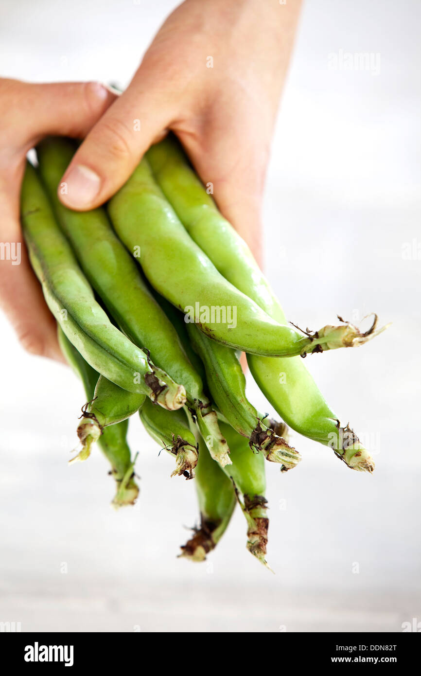 Due mani tenendo un mazzetto di fresco verde ampia Fagioli baccelli contro uno sfondo bianco. Foto Stock