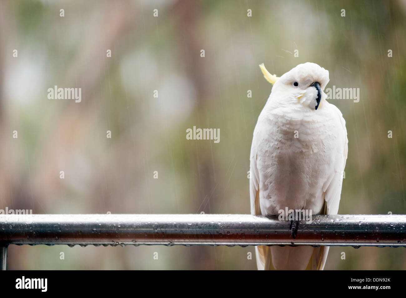 Australian zolfo-crested cockatoo seduti sotto la pioggia Foto Stock