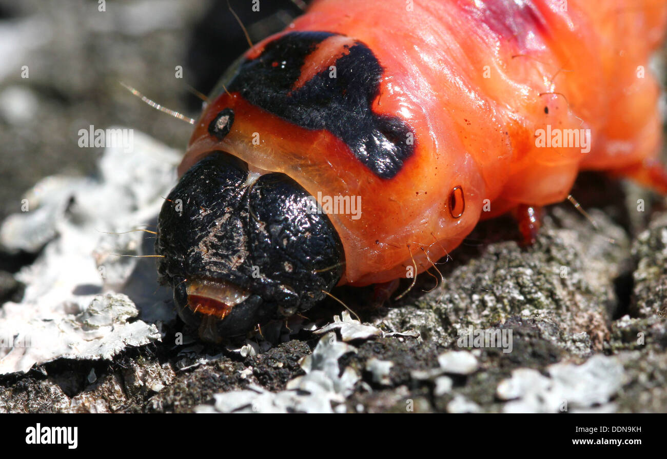 Capra Moth caterpillar (Cossus cossus) close-up Foto Stock