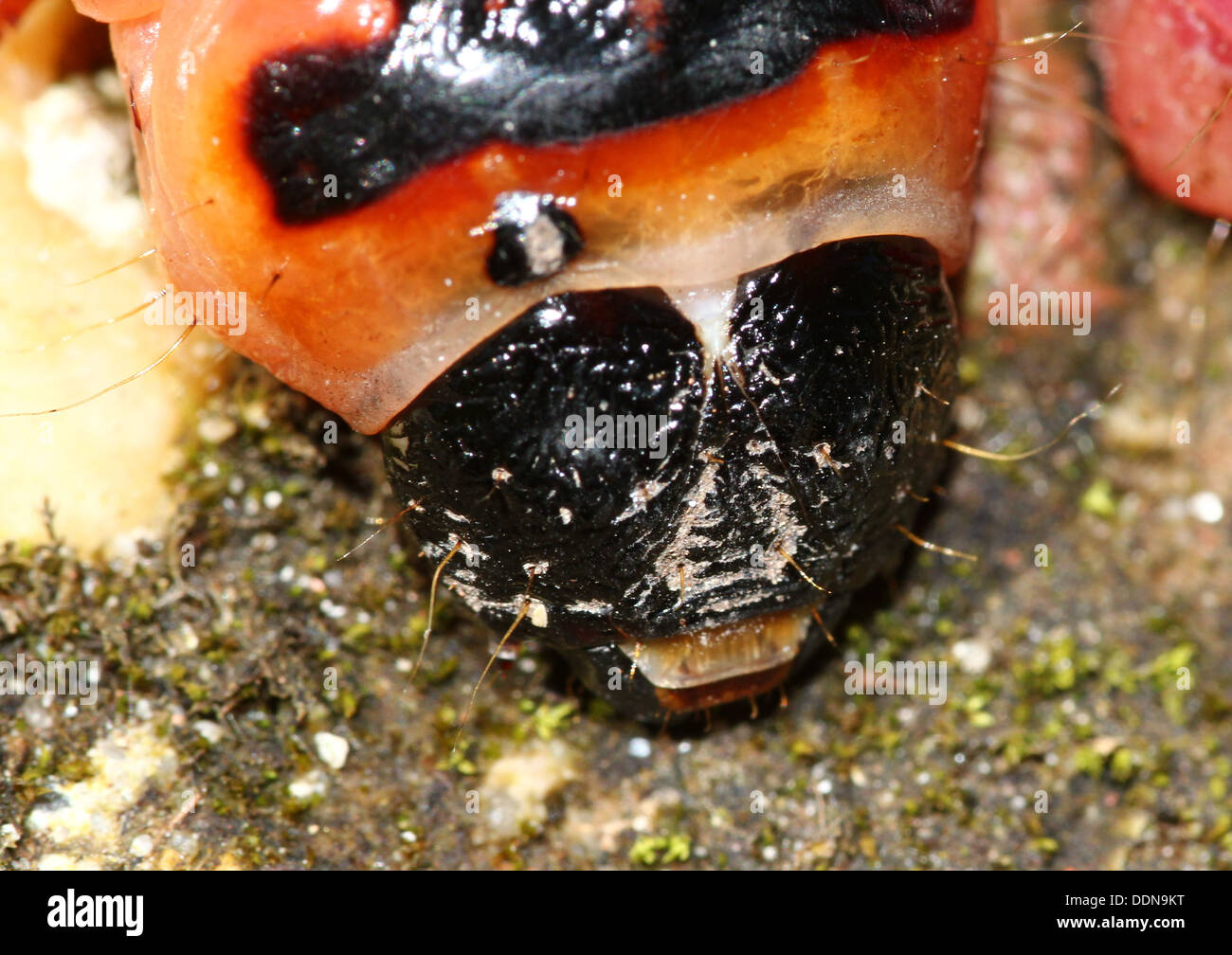 Capra Moth caterpillar (Cossus cossus) close-up Foto Stock