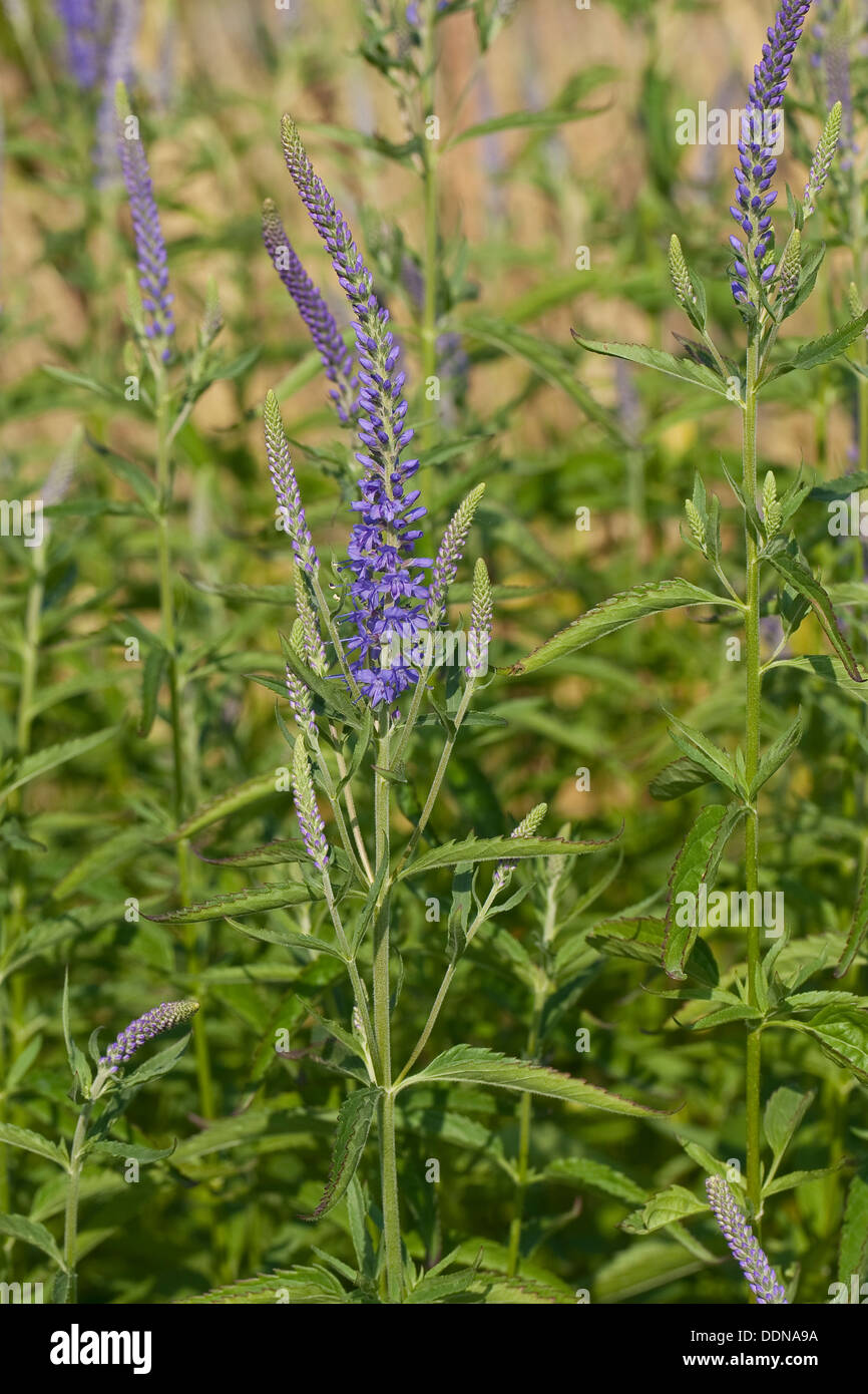 Giardino Speedwell, Langblättriger Blauweiderich, Langblättriger Ehrenpreis, Pseudolysimachion longifolium, Veronica longifolium Foto Stock