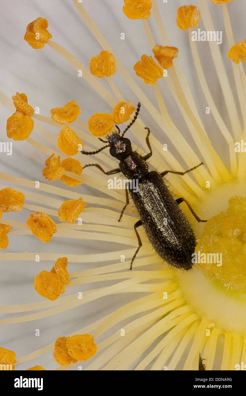 Soft-ala flower beetle, Bleischwarzer Wollhaarkäfer, Bleischwarzer Haarkäfer, Dasytes plumbeus, Melyridae Foto Stock