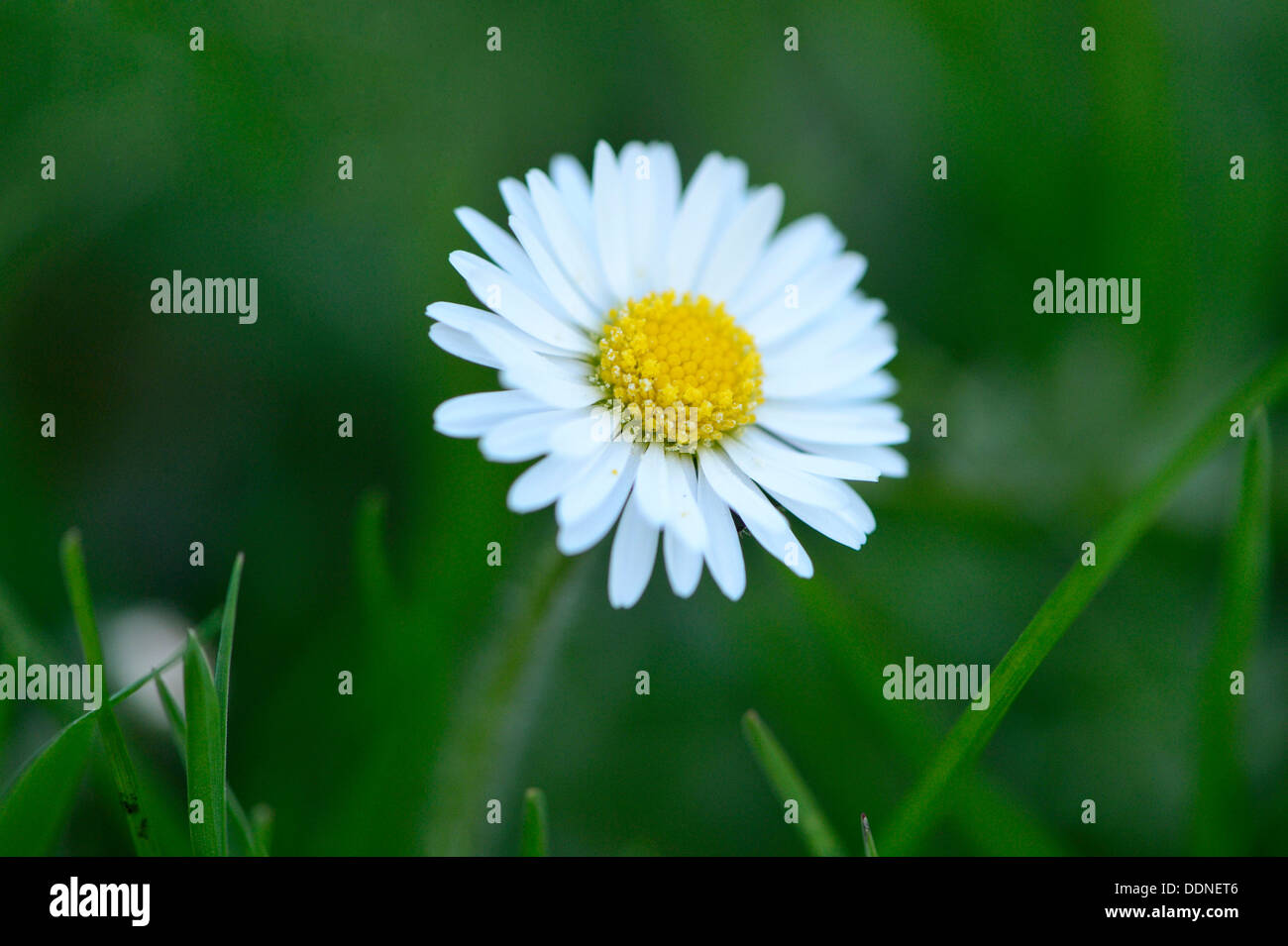 Comune (a margherita Bellis perennis) Foto Stock