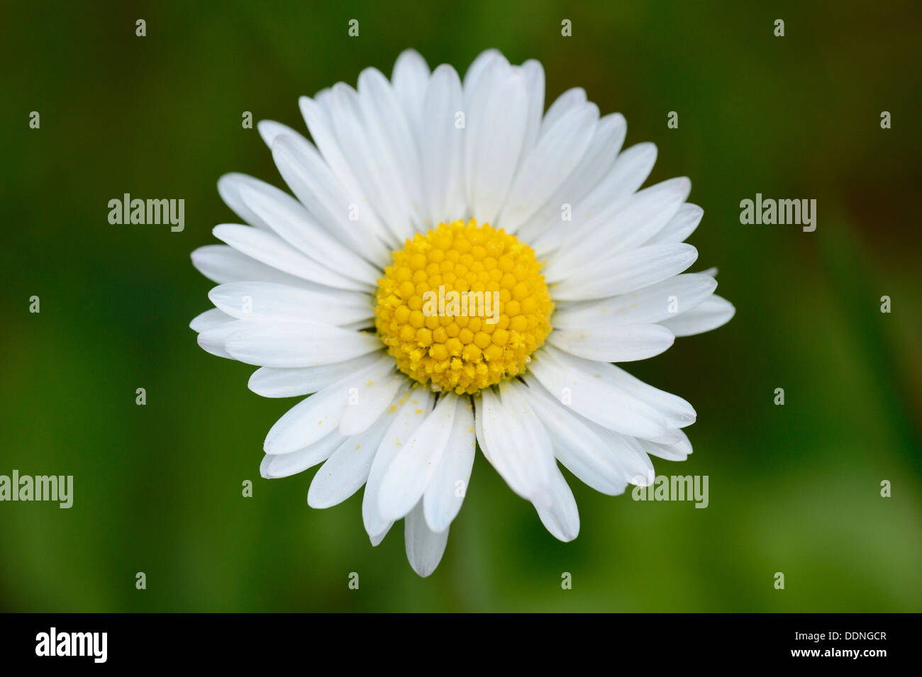 Comune (a margherita Bellis perennis) Foto Stock