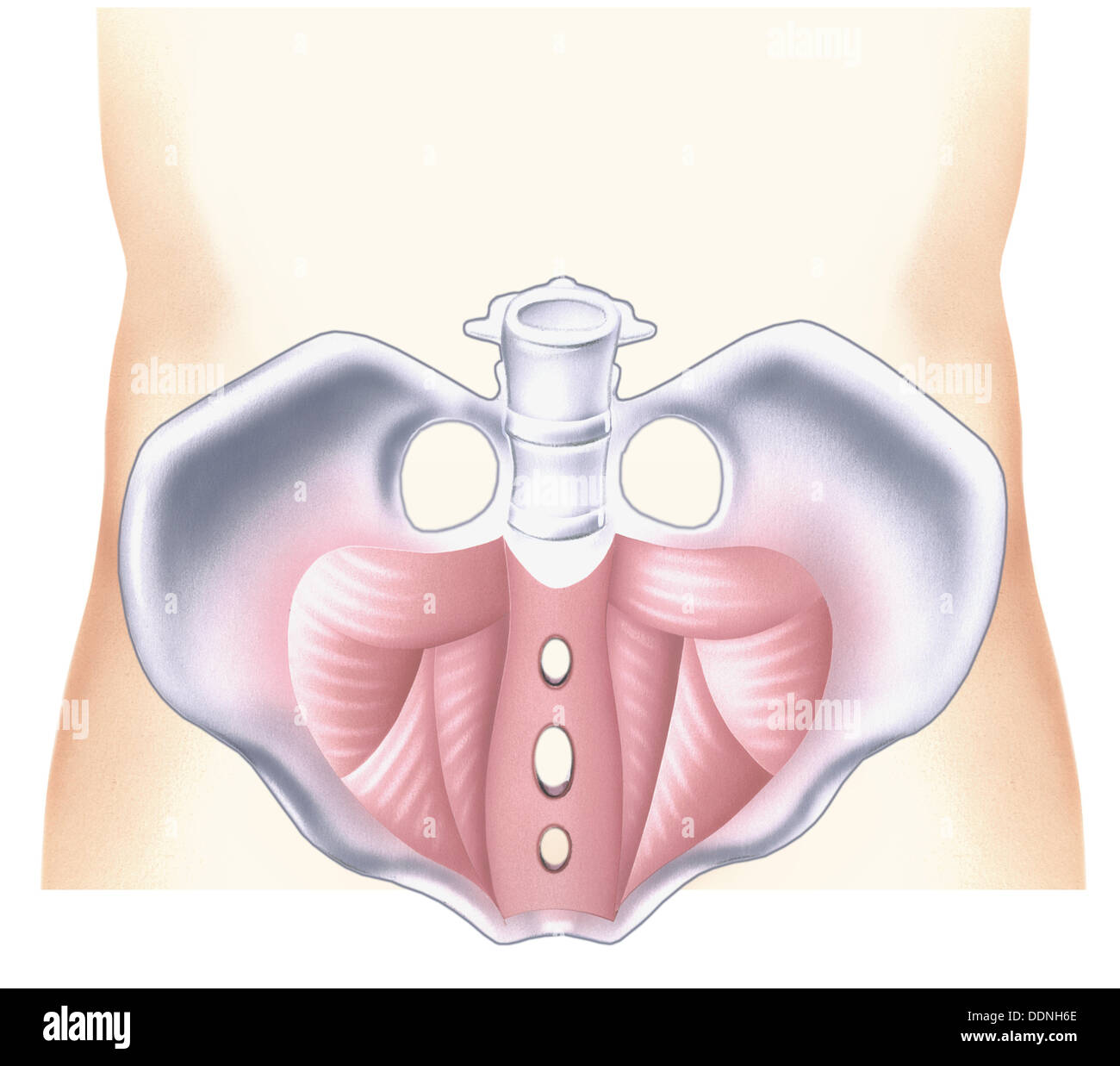 Pavimento pelvico Foto Stock