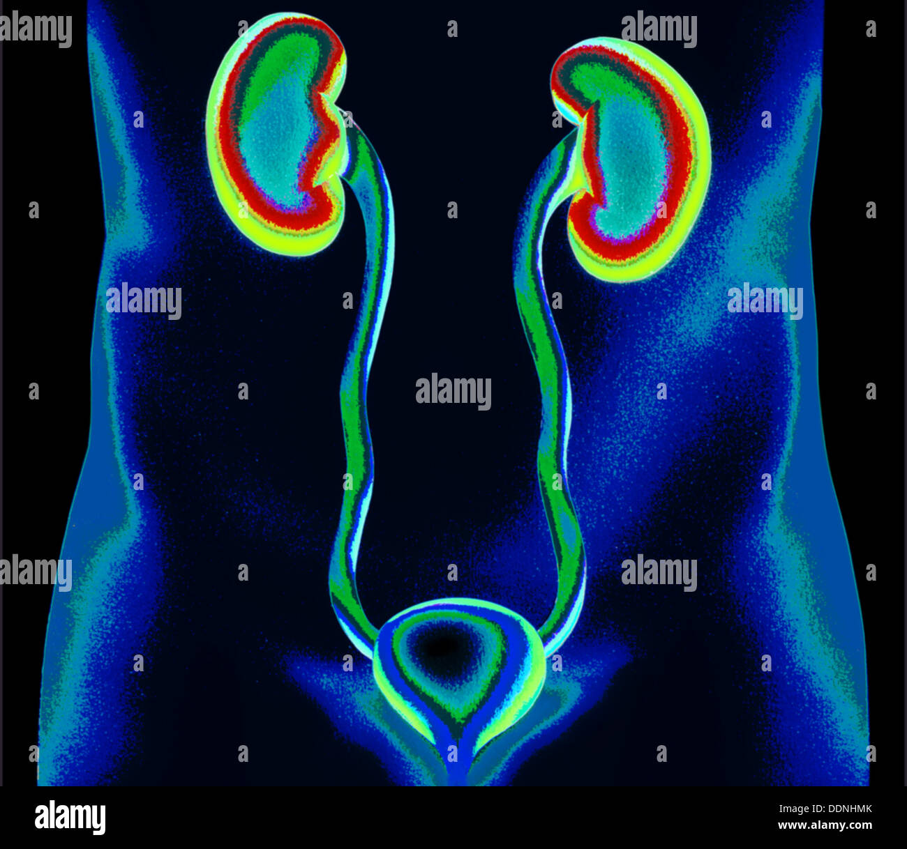 I reni, uretere e vescica urinaria Foto Stock