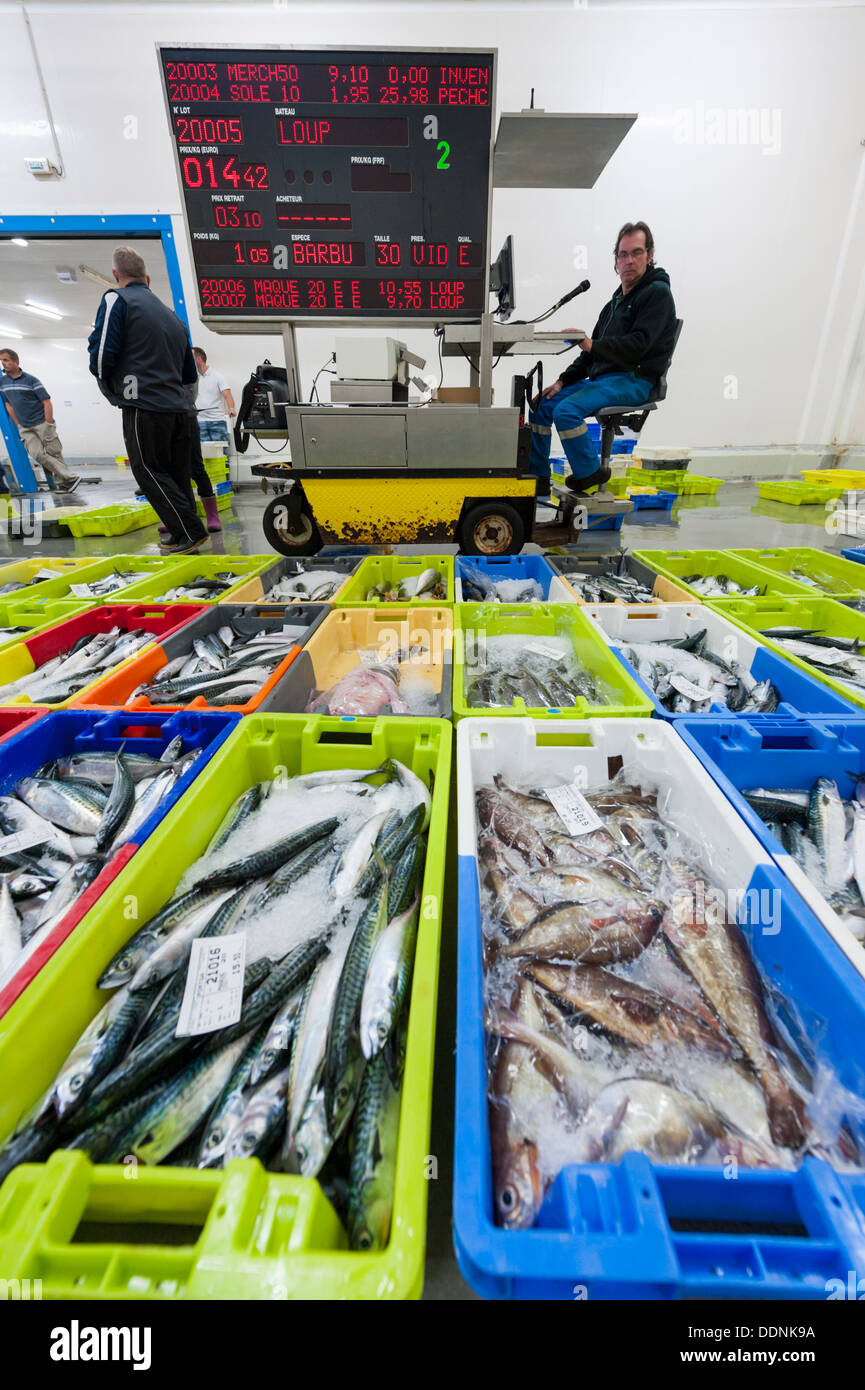 Il mercato del pesce o il banditore a Concarneau Bretagna Francia - il terzo più grande porto di pesca in Francia. Foto Stock