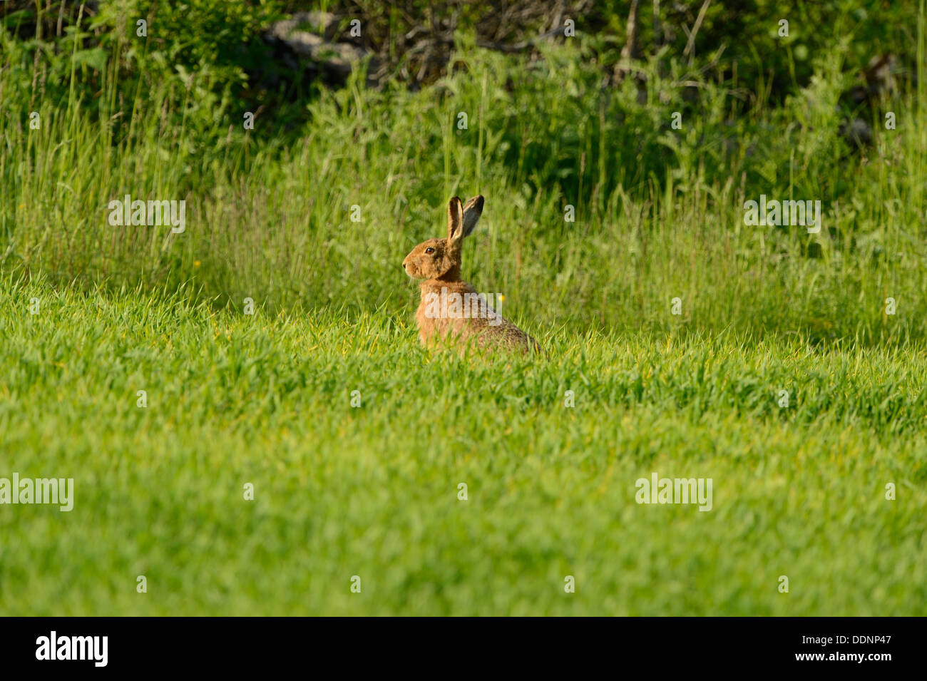 Unione lepre (Lepus europaeus) in un campo in primavera Foto Stock