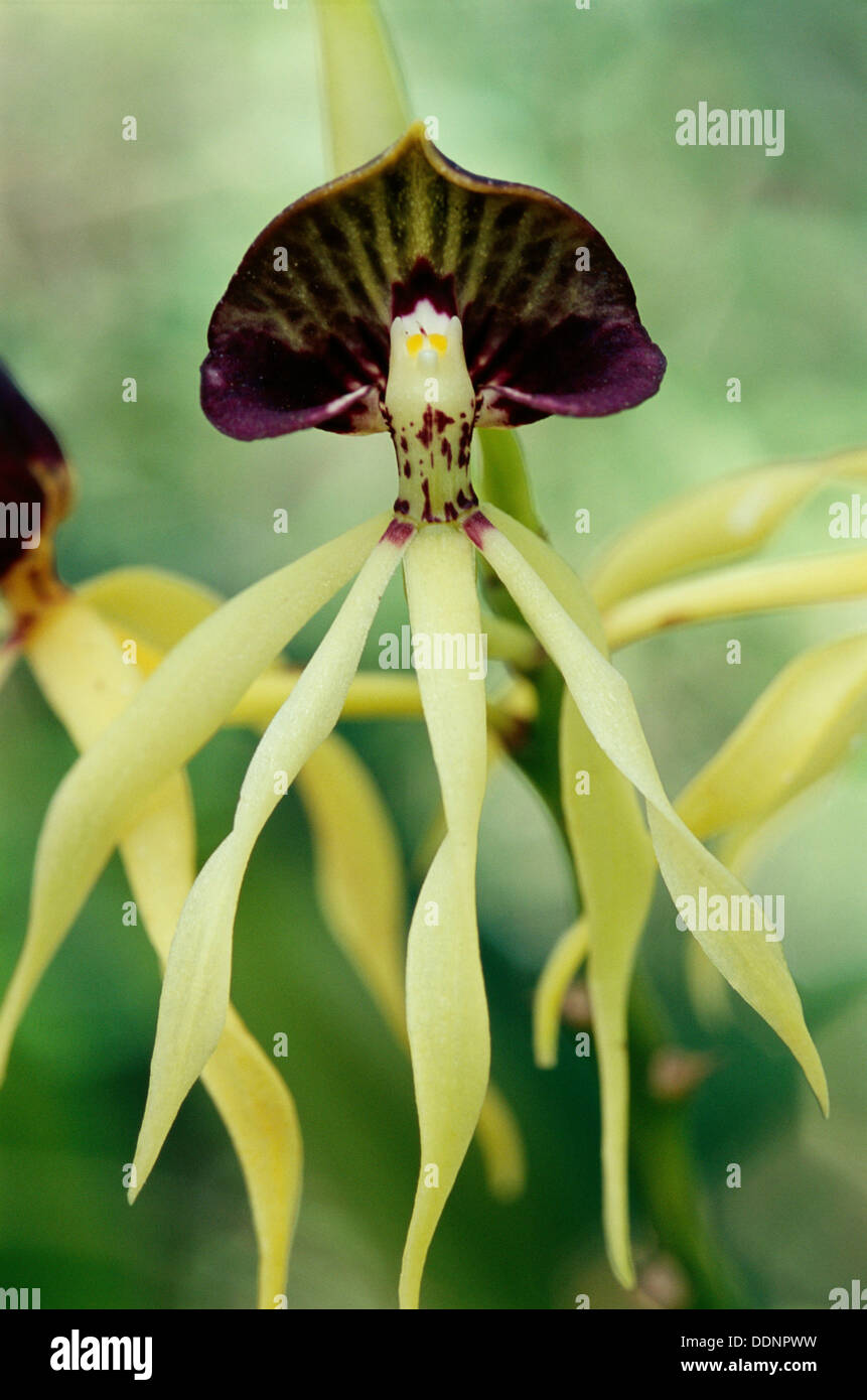 Orchidea nera (Encyclia cochleata). El Cielo riserva. Tamaulipas. Messico  Foto stock - Alamy
