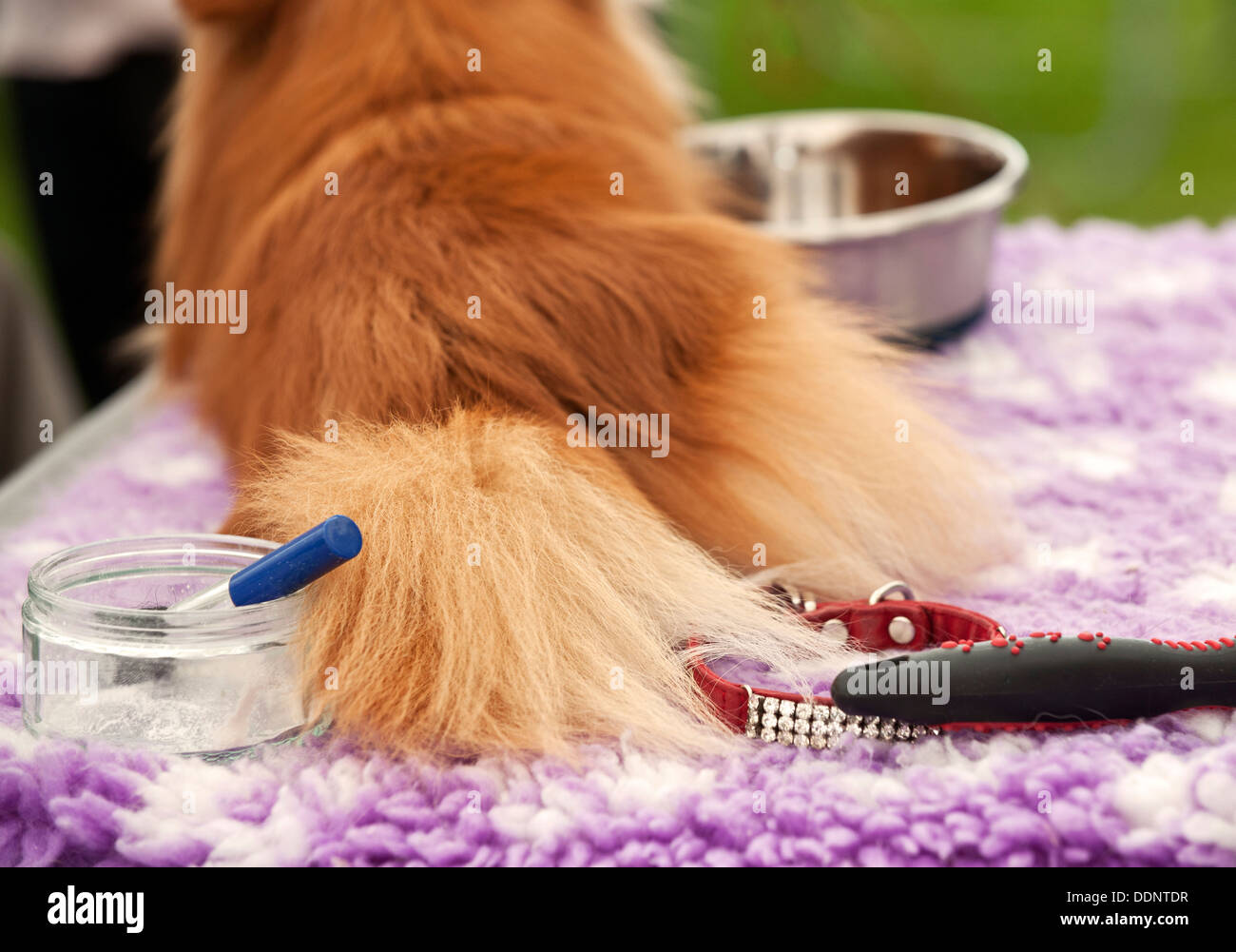 Preparazione del cane per mostrare Foto Stock