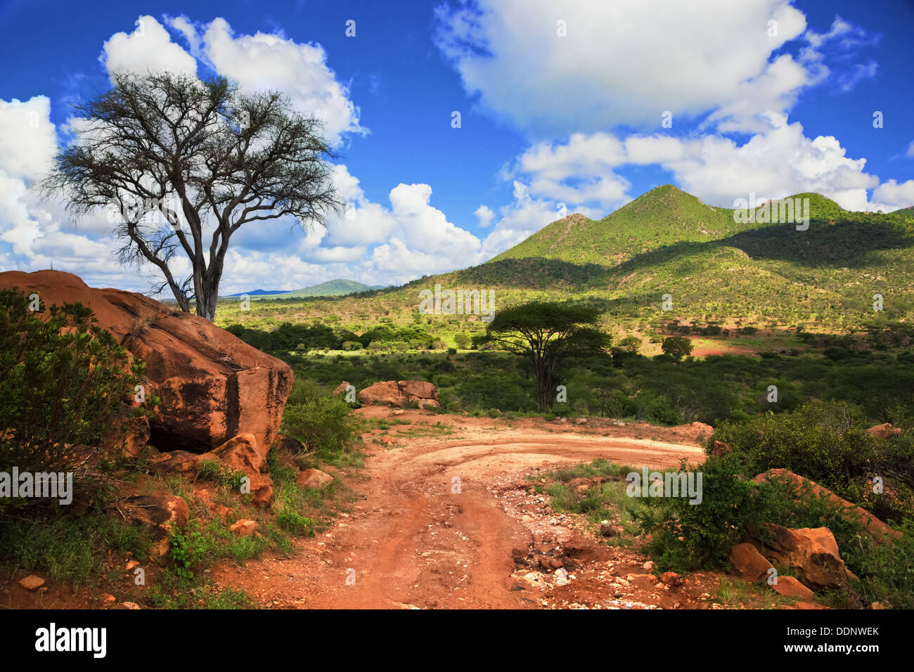 Strada sterrata e strade boscose con paesaggio di savana in Africa. Tsavo West, Kenya. Foto Stock