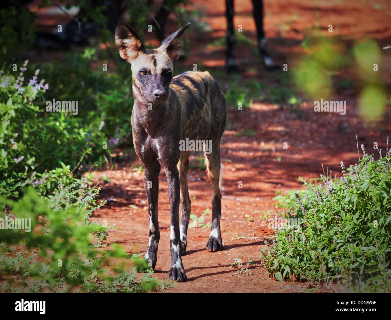 Lycaon pictus, una specie in via di estinzione di African wild dog. Tsavo West National Park, Kenya, 2012. Foto Stock