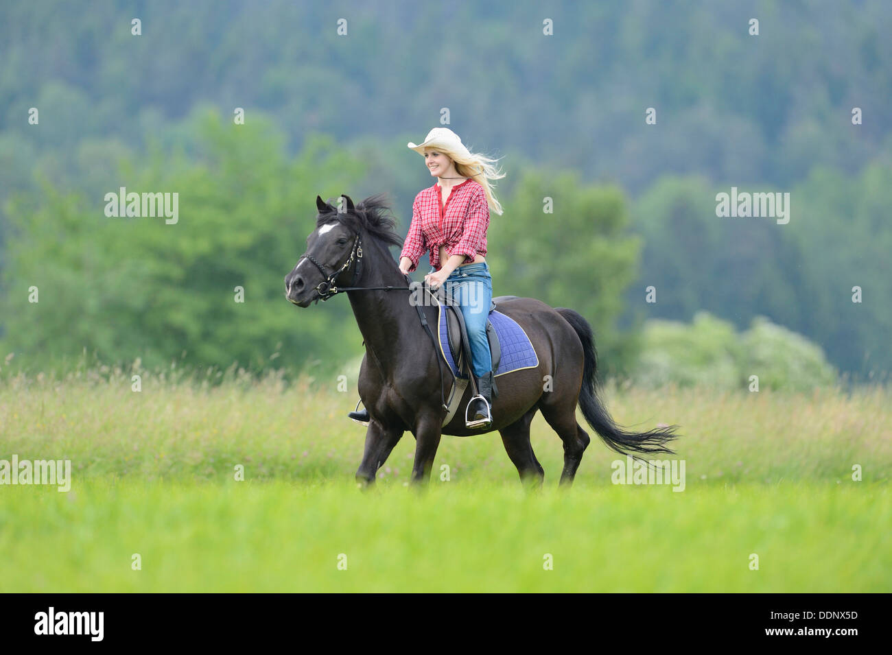 Giovane donna in sella ad un cavallo su un prato Foto Stock