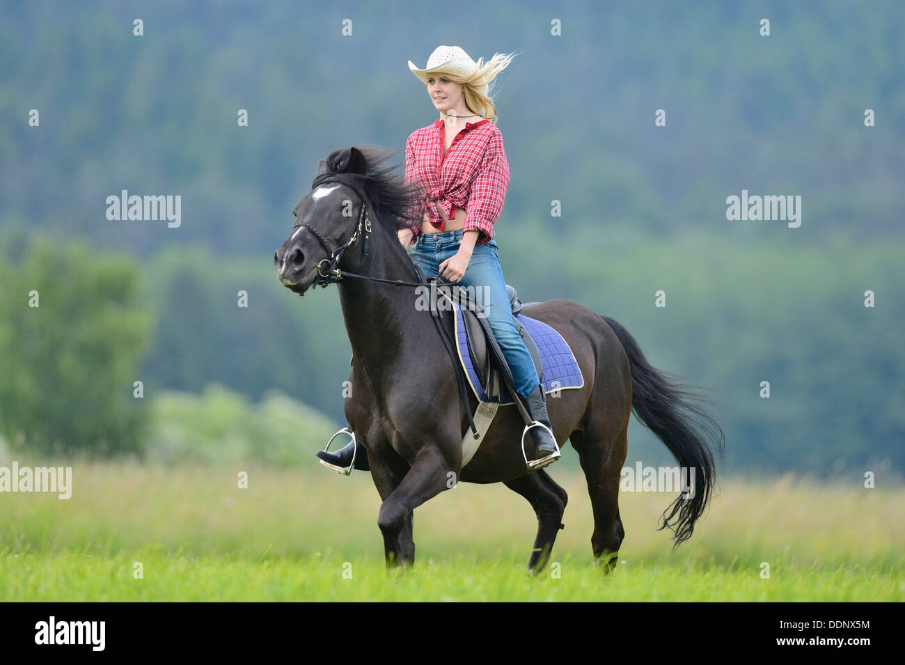 Giovane donna in sella ad un cavallo su un prato Foto Stock