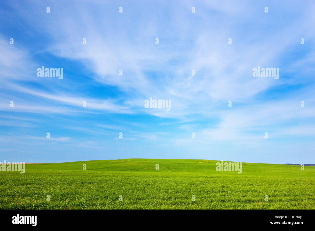 Campo verde e blu cielo paesaggio. Primavera / Estate Foto Stock