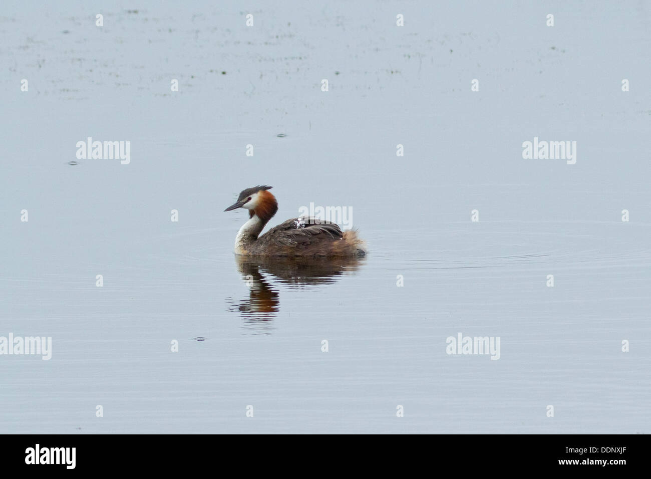 Svasso maggiore (Podiceps cristatus) con ceci su retro Foto Stock