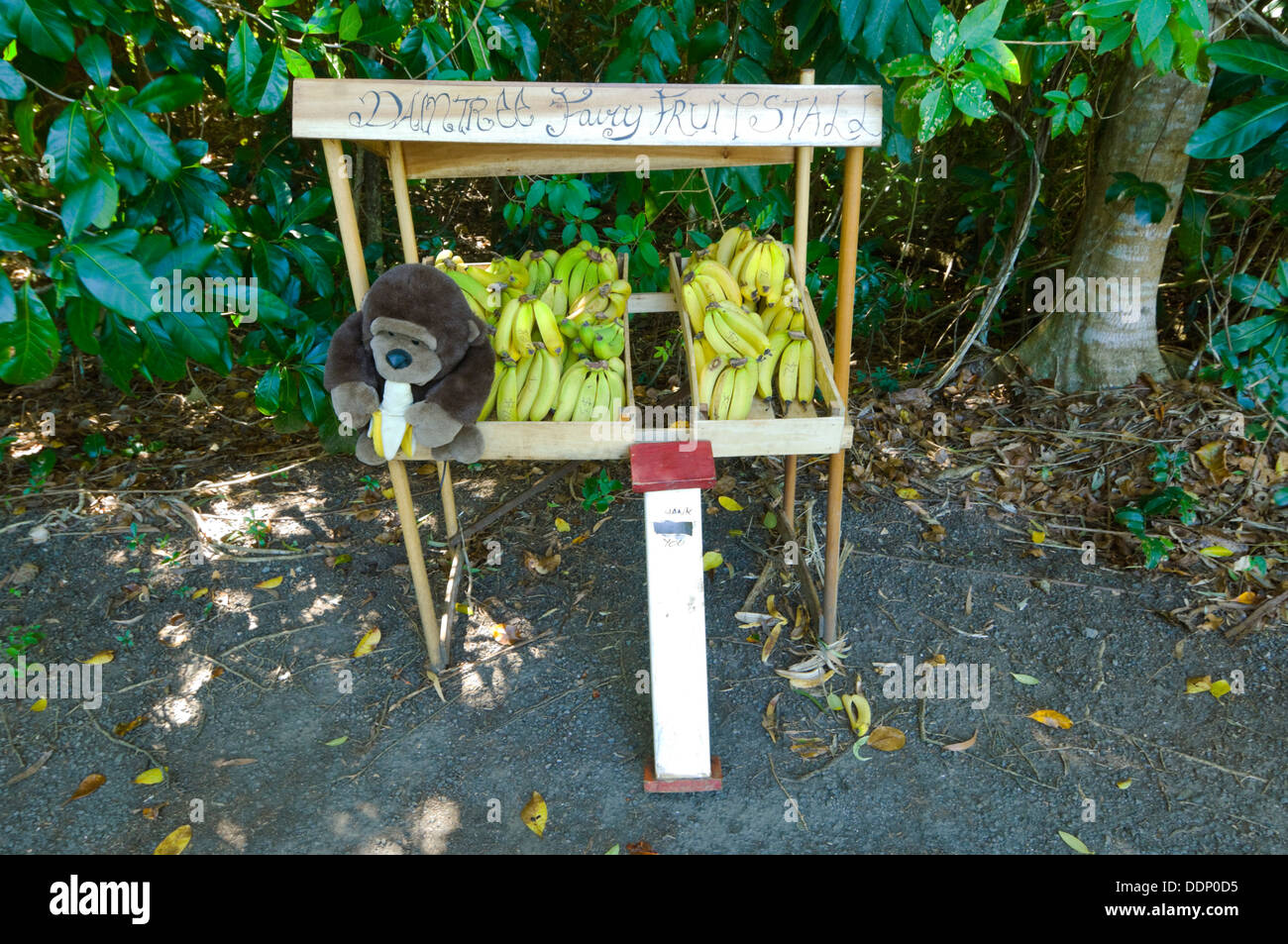 L'onestà di stallo di frutta Queensland del Nord Australia Foto Stock