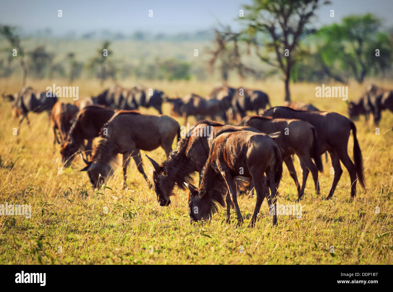 La fauna selvatica - allevamento di GNU, GNU nel Serengeti National Park, Tanzania Africa Foto Stock