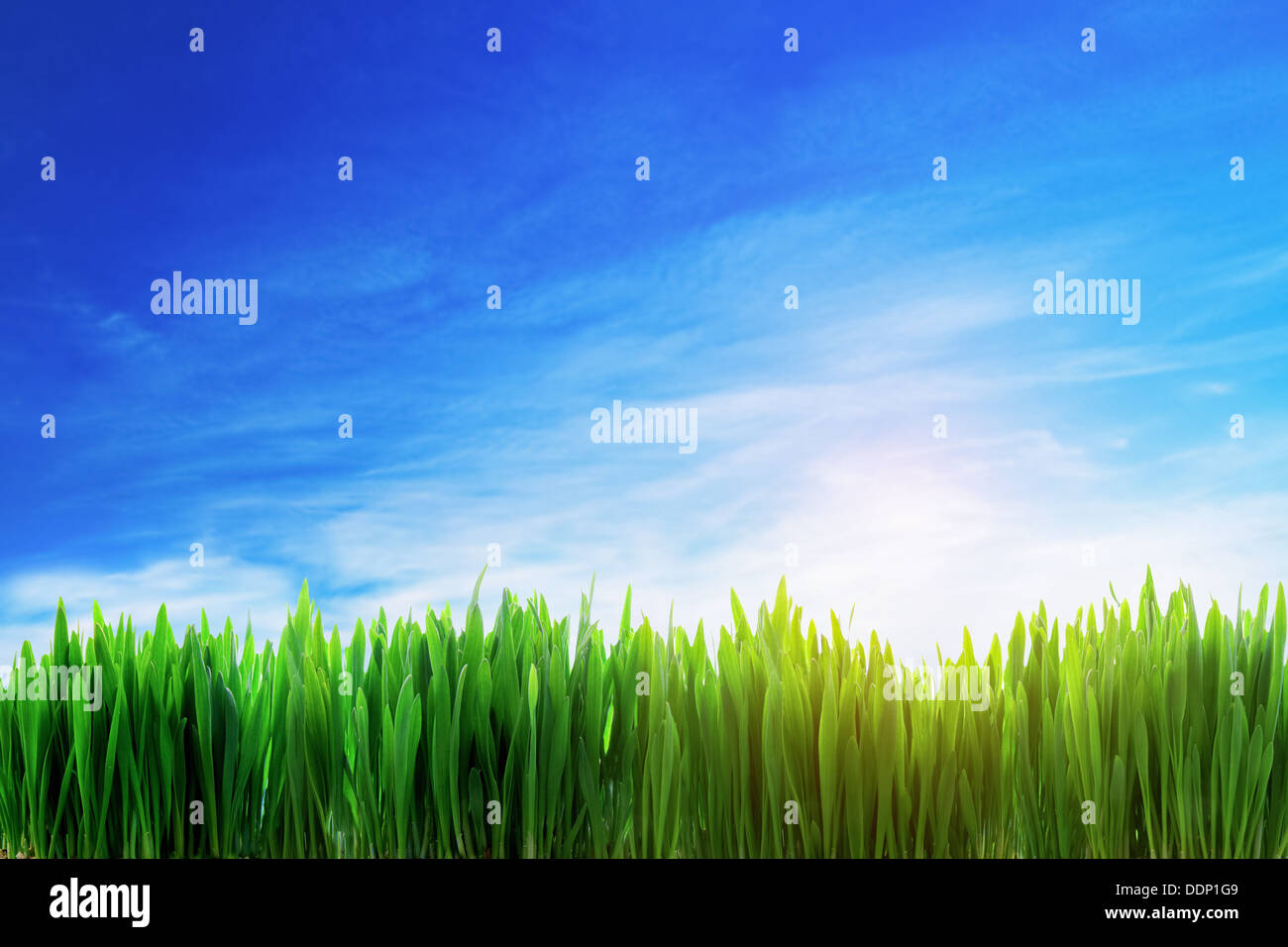 Campo di erba da vicino in una giornata di sole con cielo blu Foto Stock