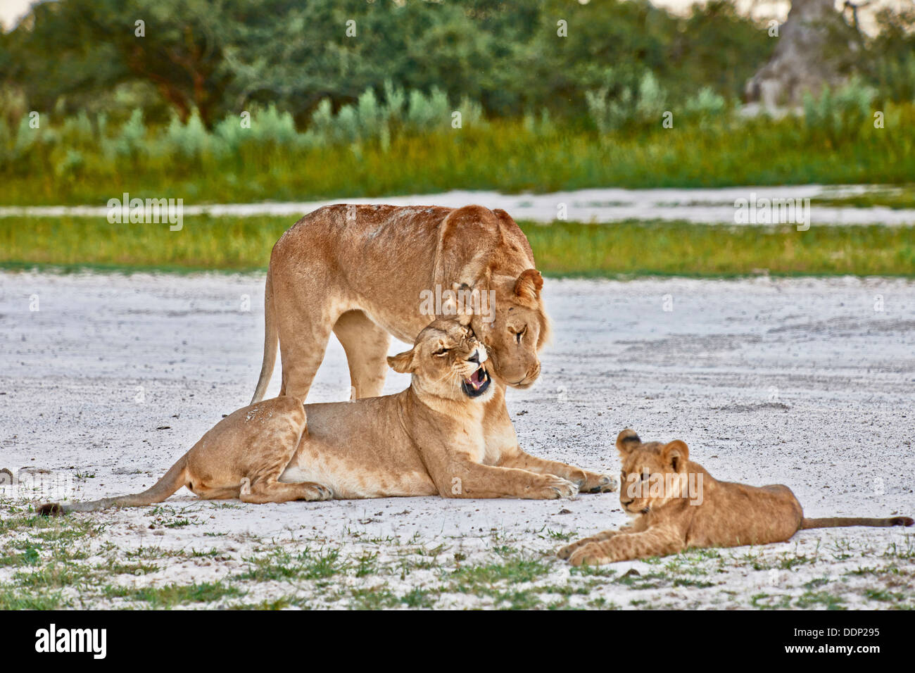 Giovani lioans, Panthera Leo, Chitabe, Okavango Delta, il Botswana e il Sud Africa e Africa Foto Stock