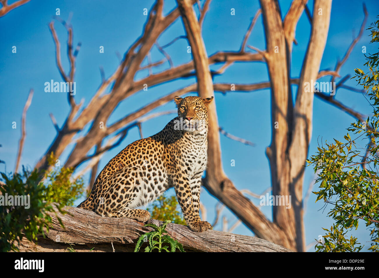 Femmina di leopard, Panthera pardus, Chitabe, Okavango Delta, il Botswana e il Sud Africa e Africa Foto Stock