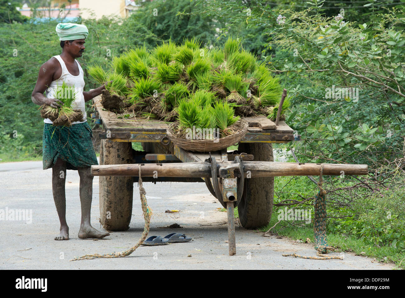 Indian uomo fasci di raccolta di nuove piante di riso da un carrello per impianti in risaie. Andhra Pradesh, India Foto Stock