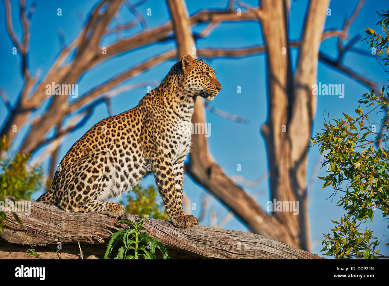 Femmina di leopard, Panthera pardus, Chitabe, Okavango Delta, il Botswana e il Sud Africa e Africa Foto Stock