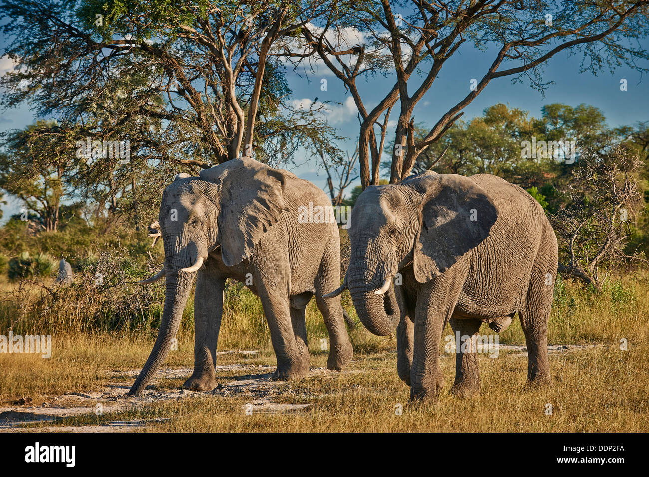 Bush africano Elefante, Loxodonta africana, Chitabe, Okavango Delta, il Botswana e il Sud Africa e Africa Foto Stock
