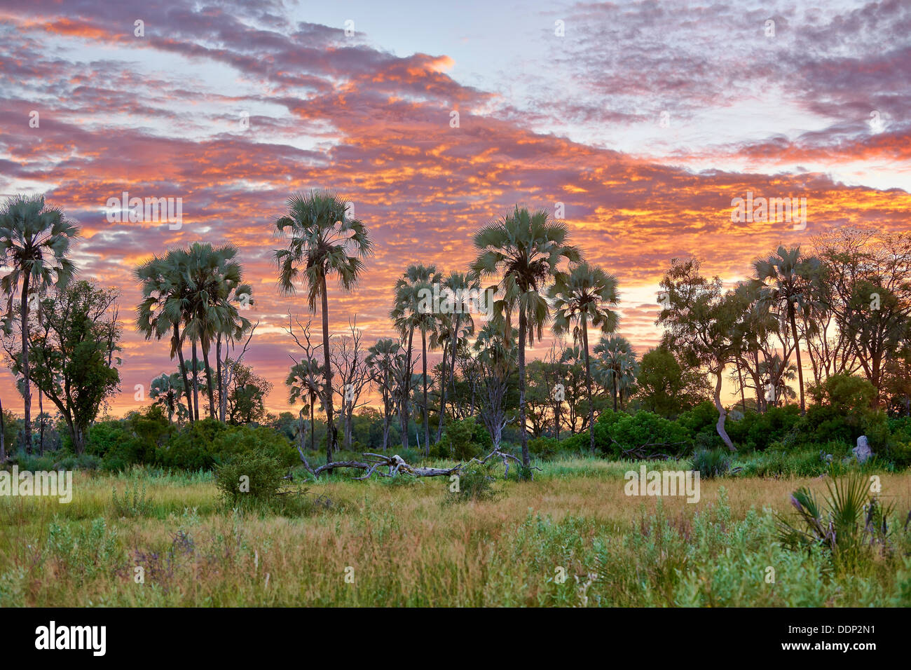 Sunrise a Chitabe, Okavango Delta, il Botswana e il Sud Africa e Africa Foto Stock