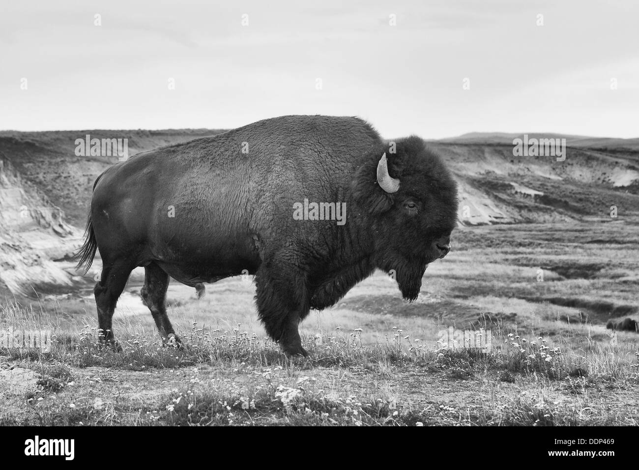 Il tipico bisonti americani nel Parco Nazionale di Yellowstone NEGLI STATI UNITI Foto Stock