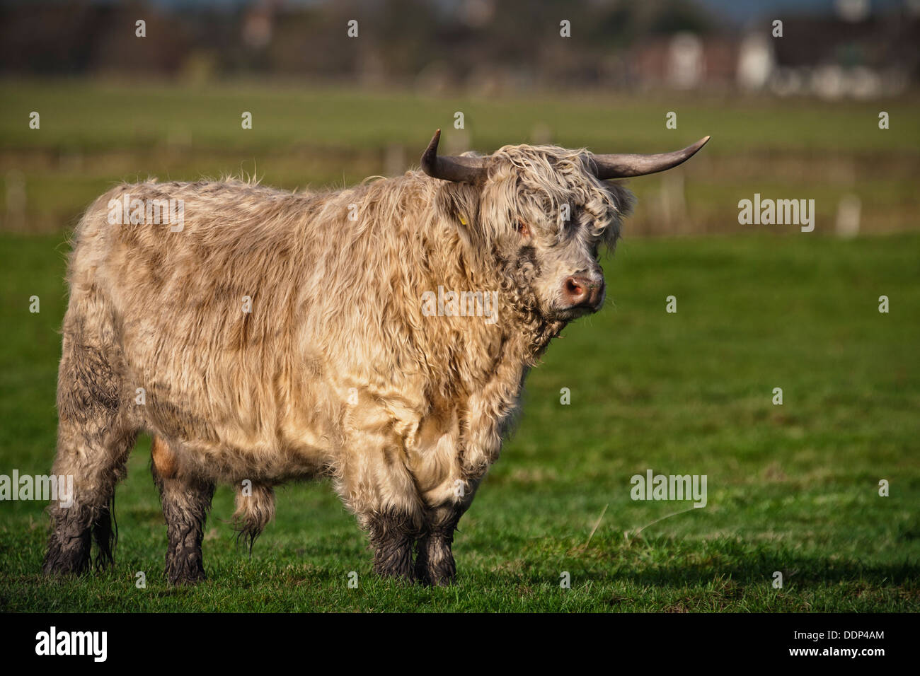 Ighland vacche, Bos primigenius f. taurus, su un pascolo Foto Stock