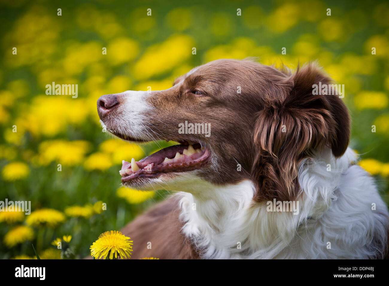 Border Collie, profilo Foto Stock