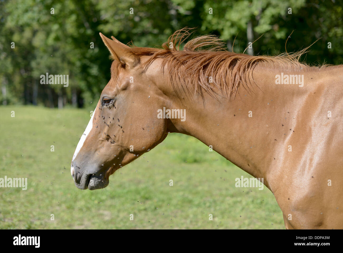 Il cavallo in un prato Foto Stock