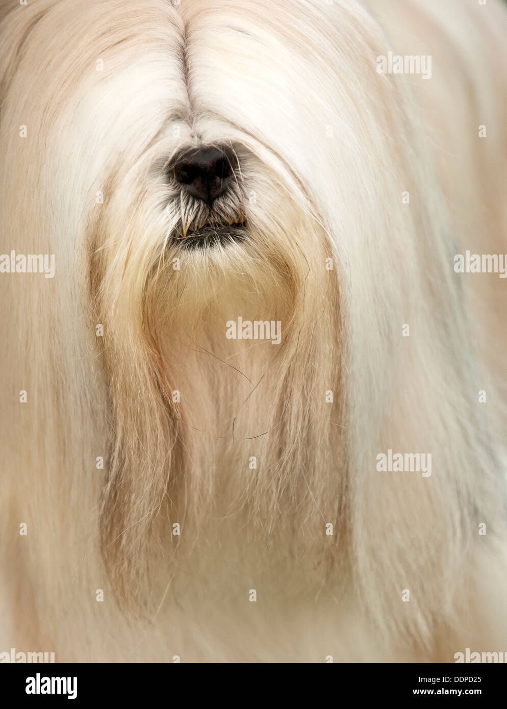 Capelli lunghi Tibetan Terrier cane ritratto Foto Stock