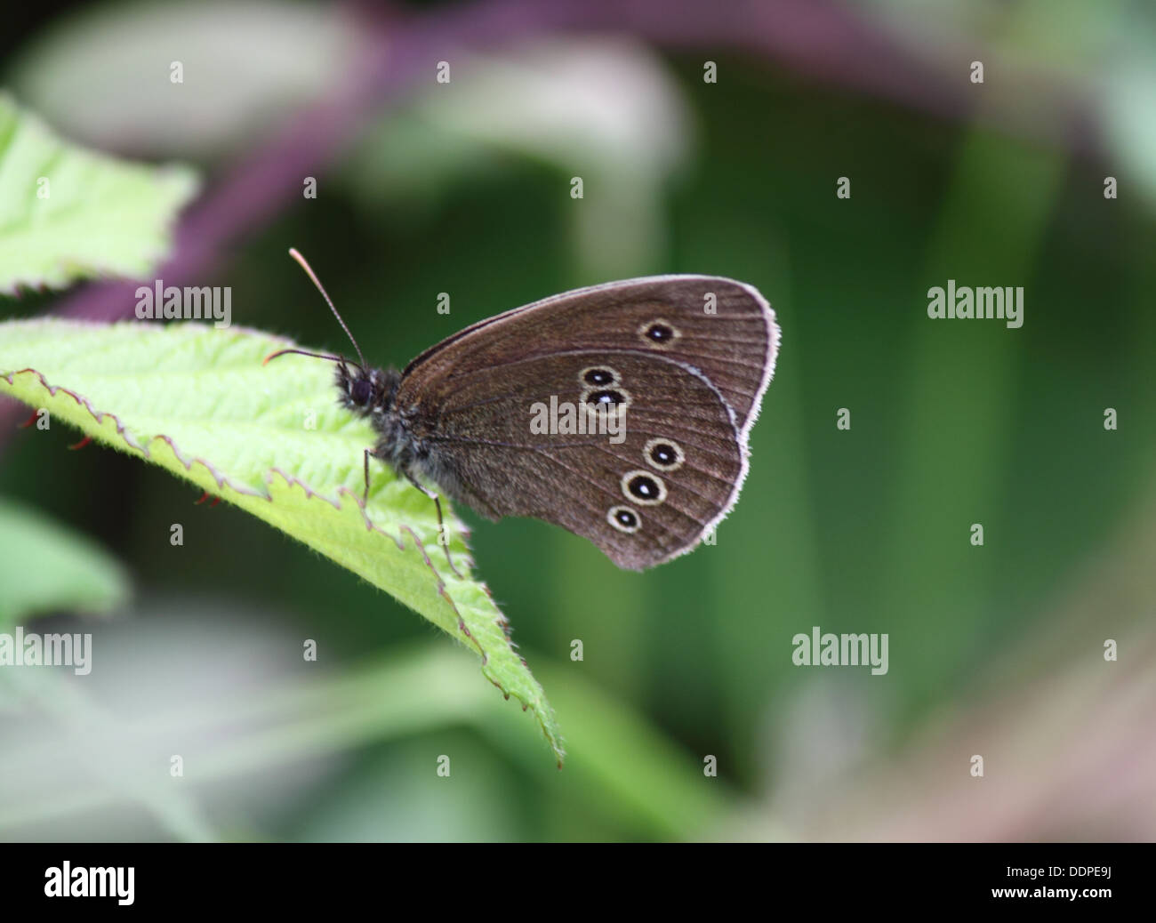 Un anello butterfly poggia su una foglia. Foto Stock