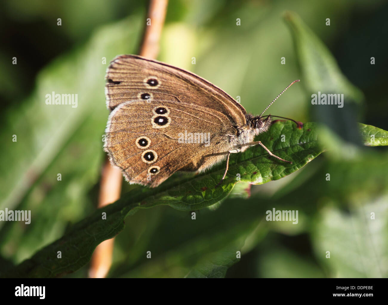 Un anello butterfly poggia su una foglia. Foto Stock