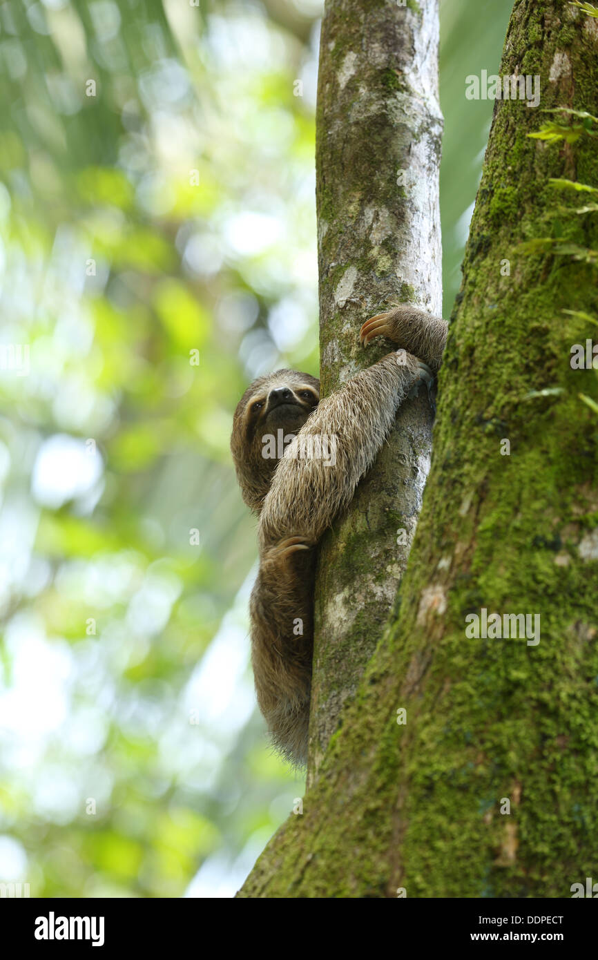 Il bradipo nella struttura ad albero, Costa Rica Foto Stock