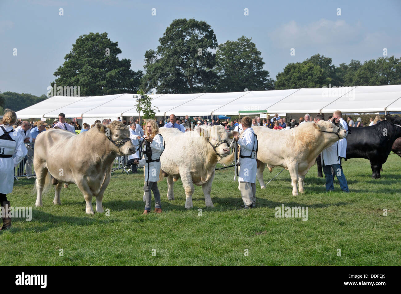 Spettacolo agricolo, Edenbridge, Kent, 2013. Bovini in concorrenza. Foto Stock